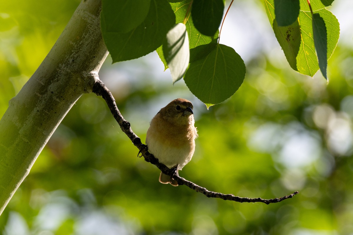 Lazuli Bunting - ML638712082