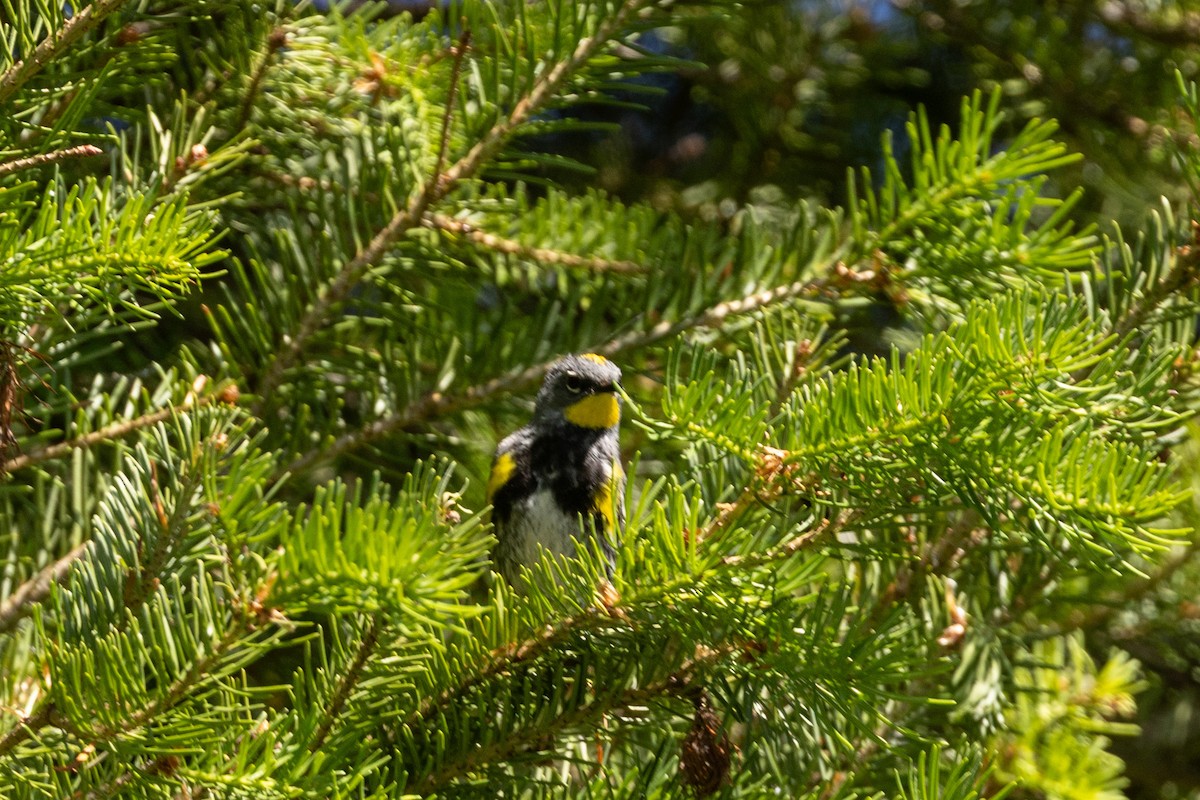Yellow-rumped Warbler (Audubon's) - ML638712083