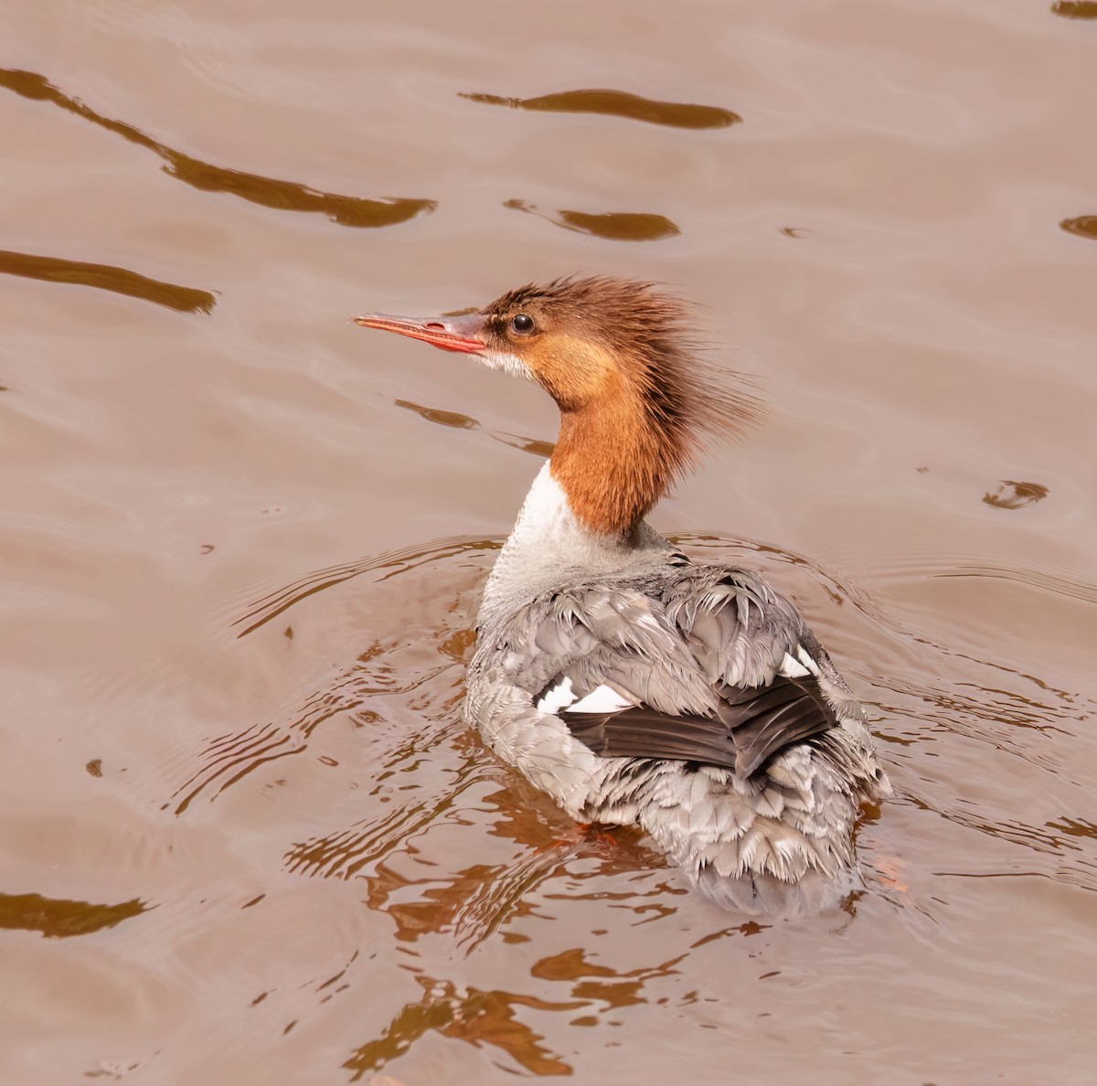 Common Merganser - ML638712164