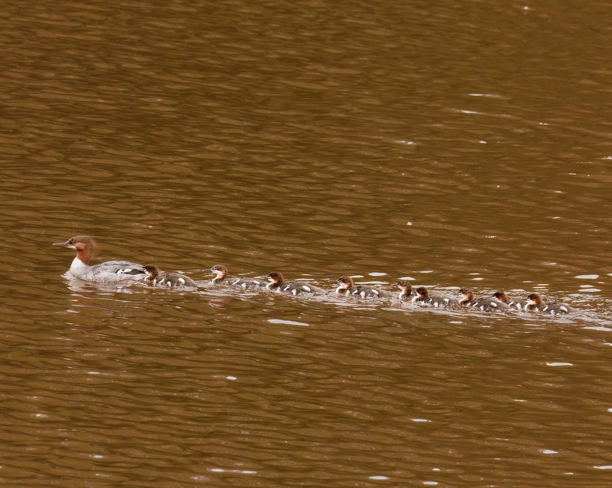 Common Merganser - ML638712167