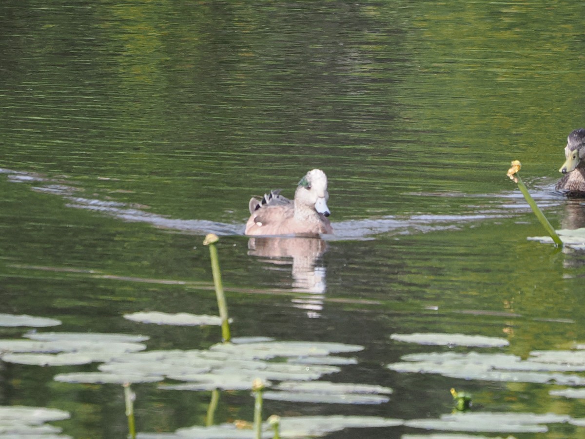 Canard d'Amérique - ML638712183
