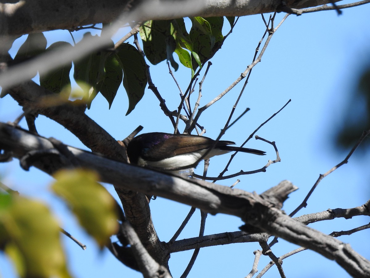 Suimanga Violeta - ML638712243