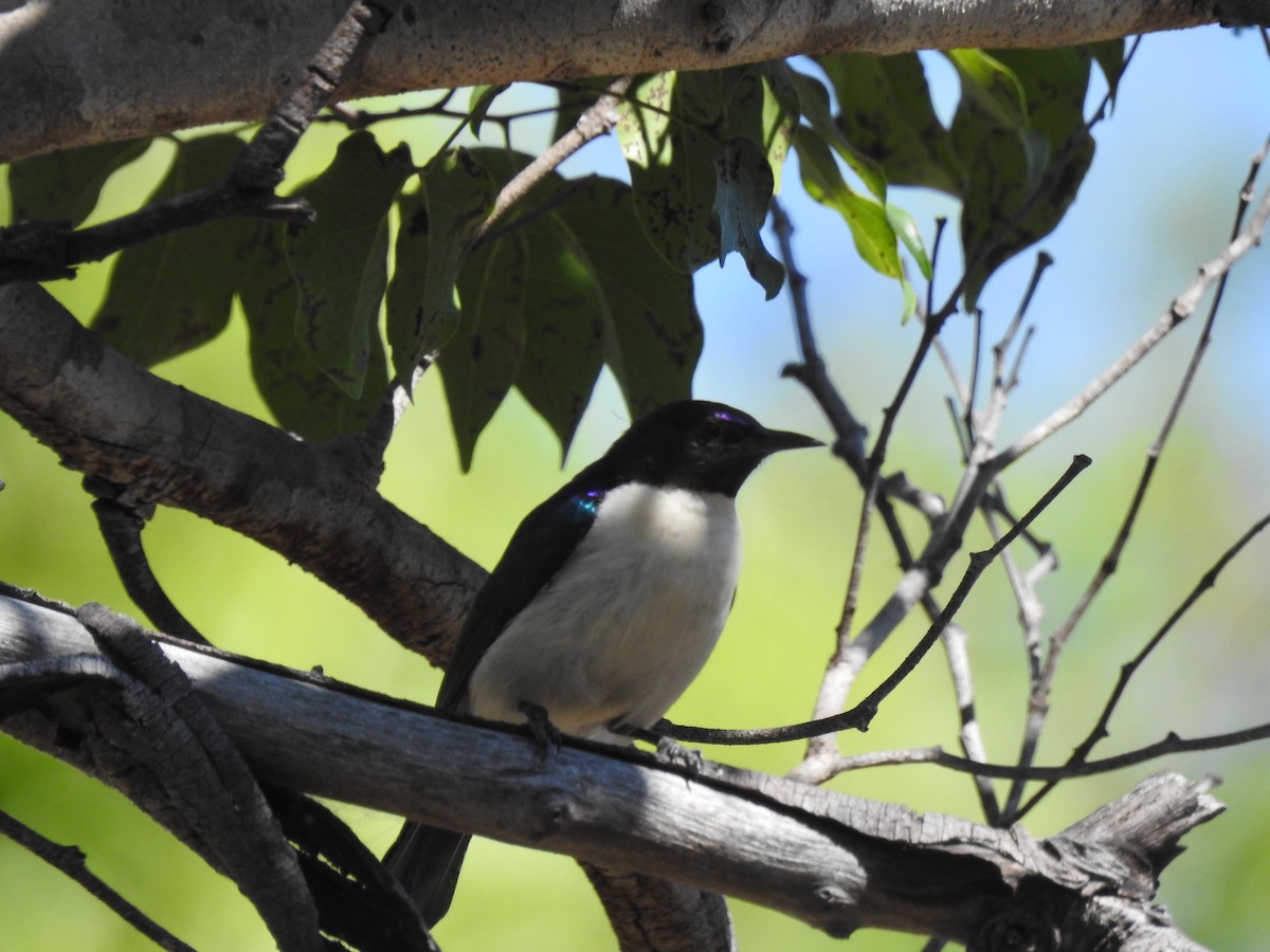 Suimanga Violeta - ML638712244