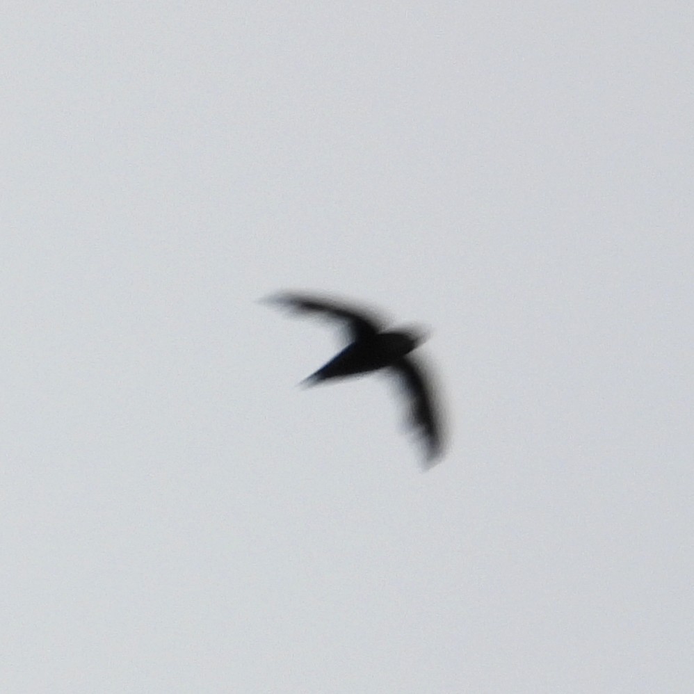 Chimney Swift - ML638712273