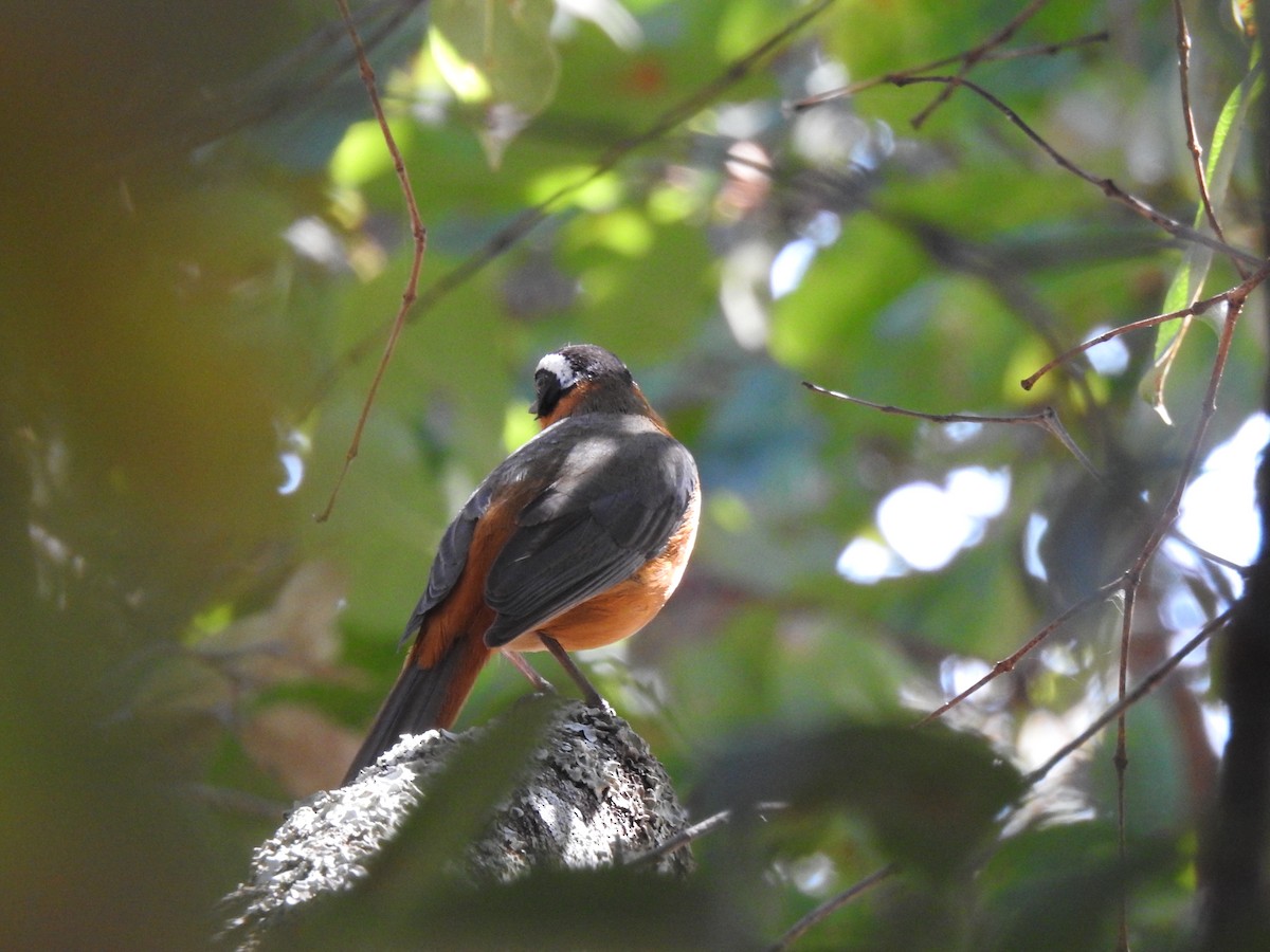 White-browed Robin-Chat - ML638712275