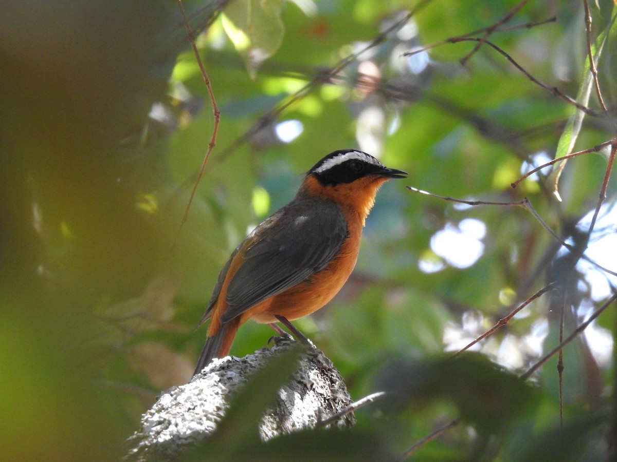 White-browed Robin-Chat - ML638712276