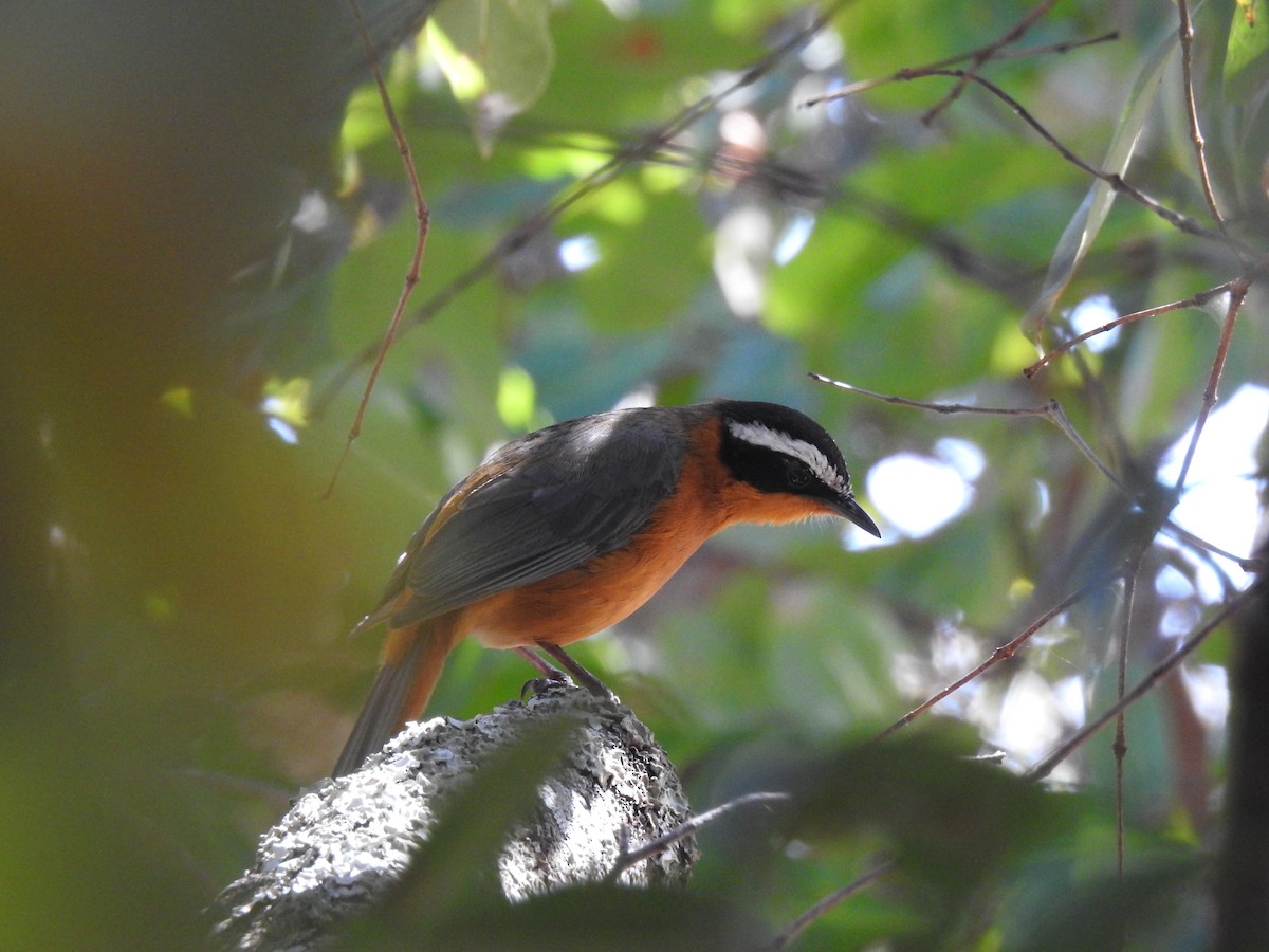 White-browed Robin-Chat - ML638712277