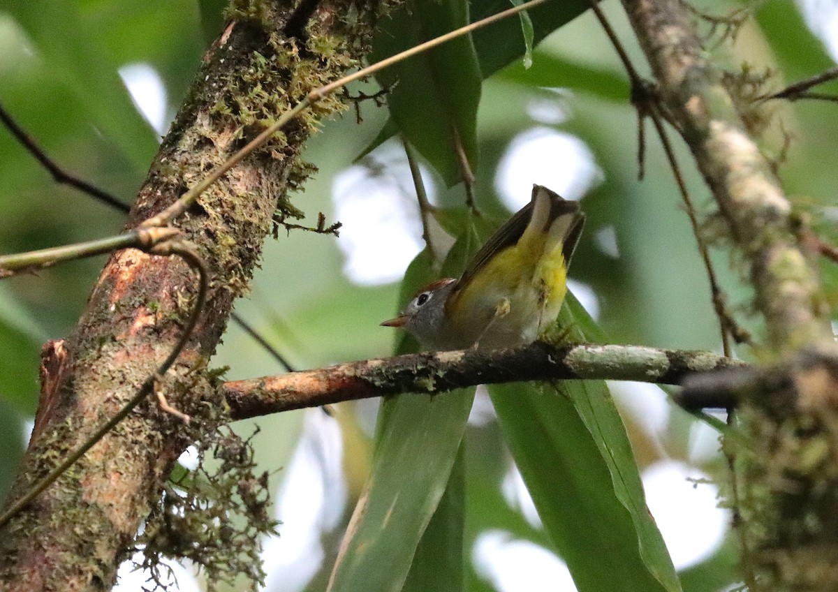 Chestnut-crowned Warbler - ML638712307