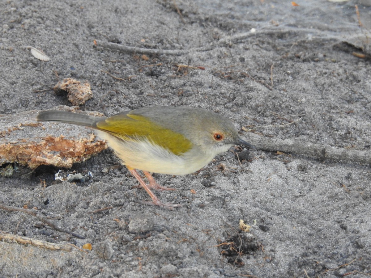 Green-backed Camaroptera - ML638712313