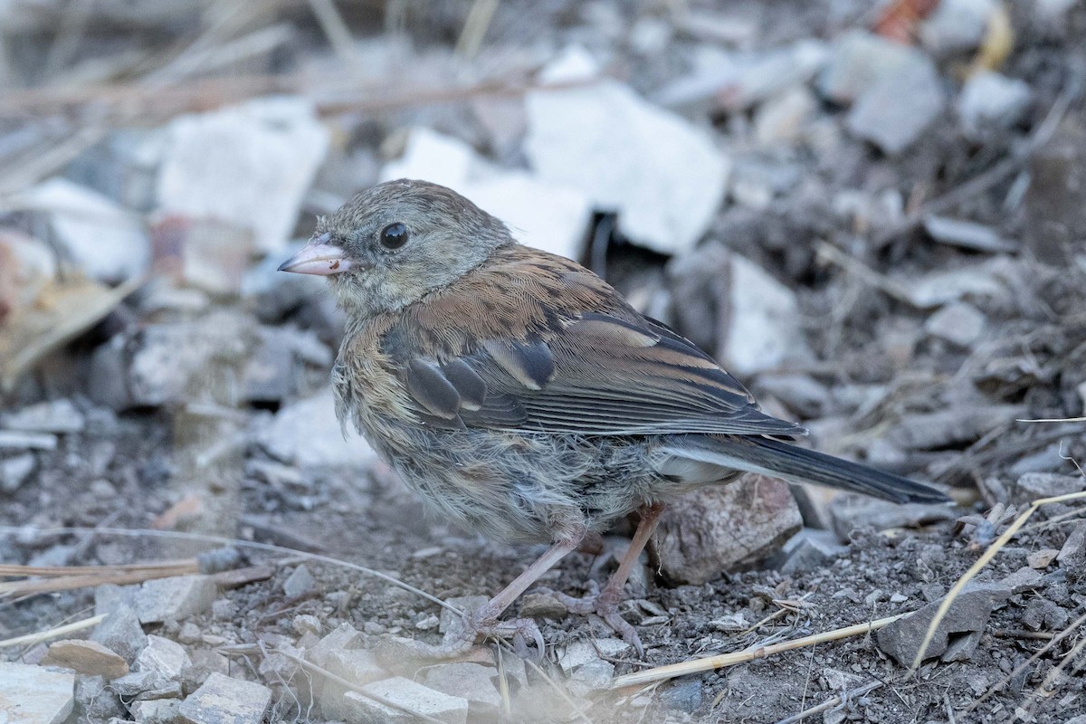 Dark-eyed Junco - ML638712335