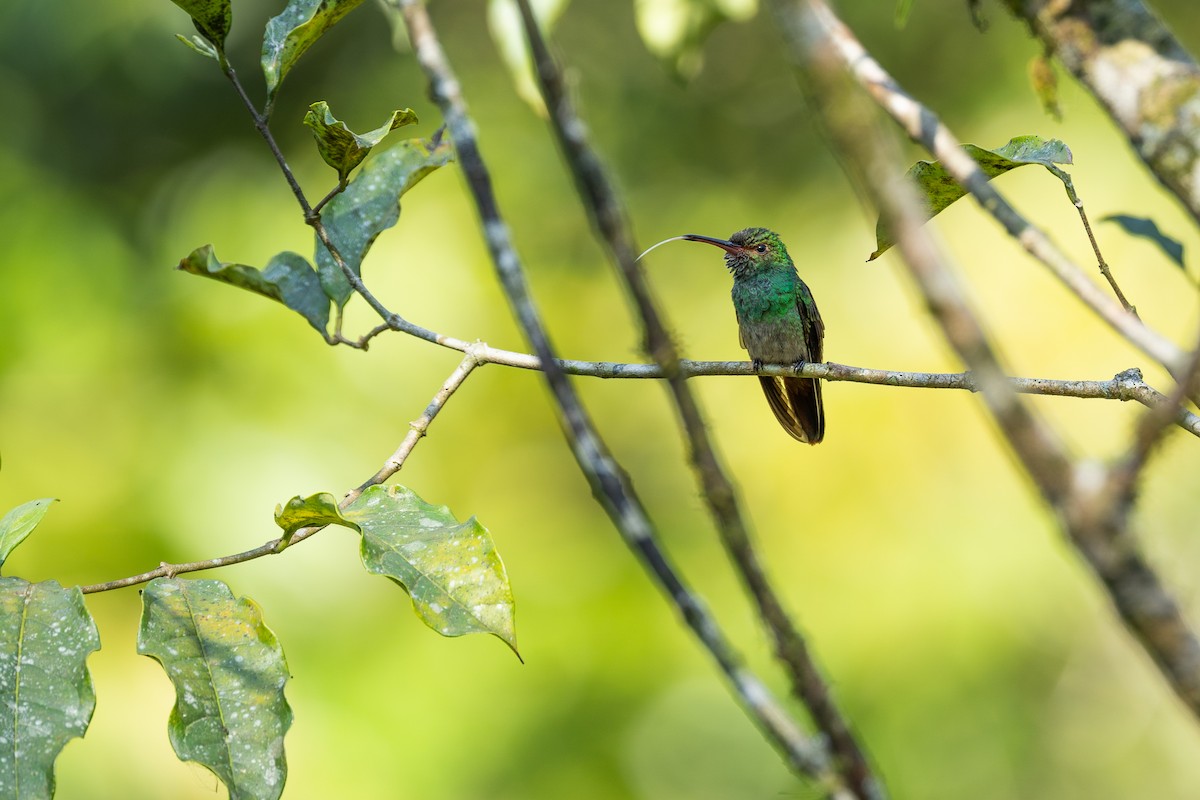 Rufous-tailed Hummingbird - ML638712340