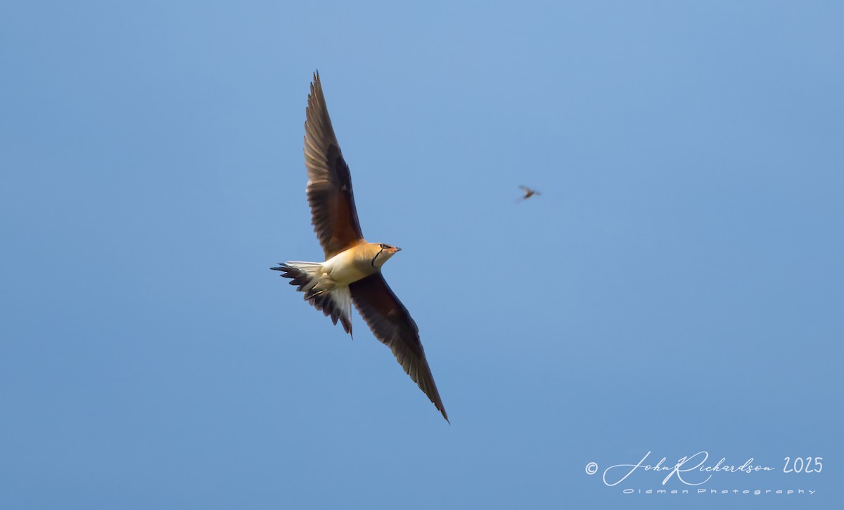 Collared Pratincole - ML638712347