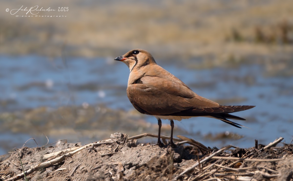 Collared Pratincole - ML638712348