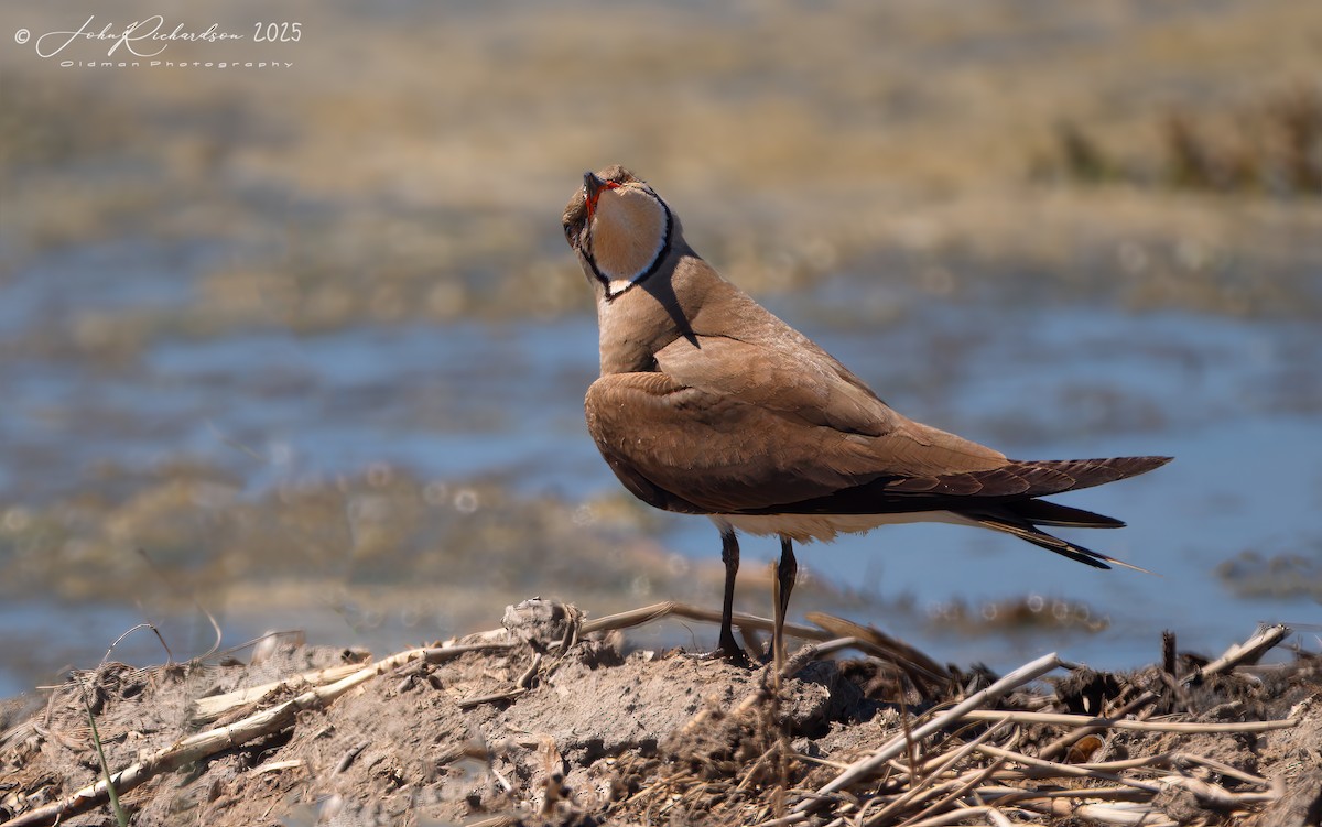 Collared Pratincole - ML638712349