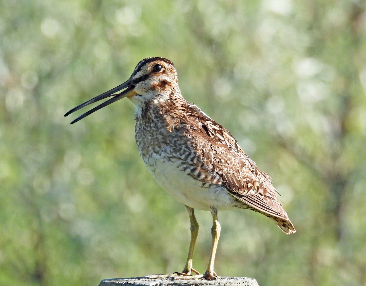 Wilson's Snipe - ML638712352