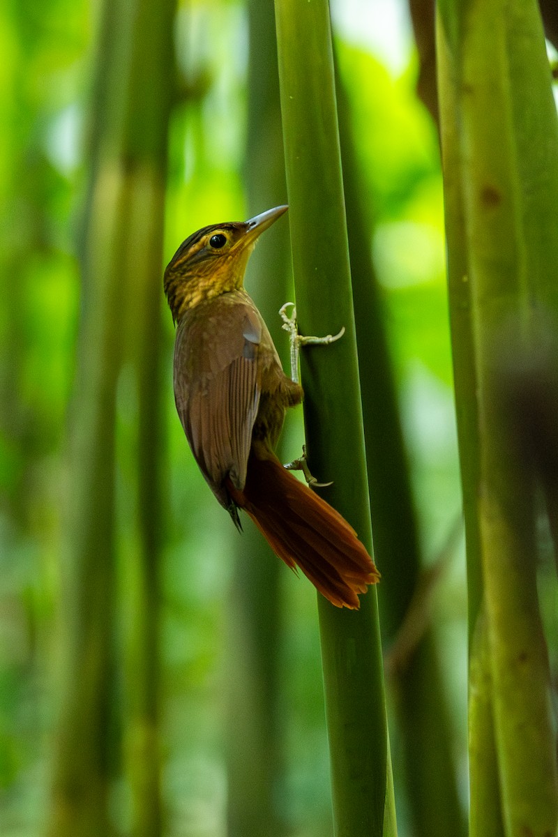 Fawn-throated Foliage-gleaner - ML638712374