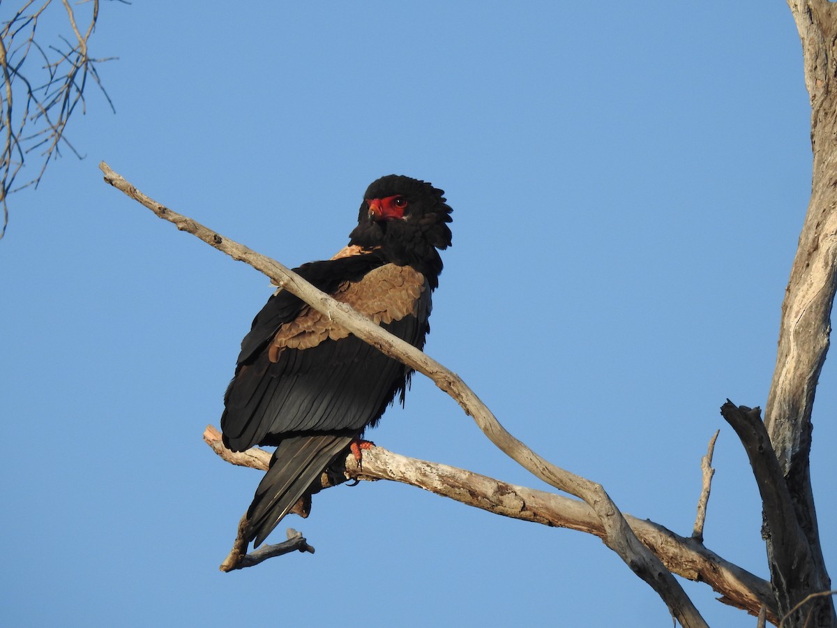 Bateleur - ML638712384