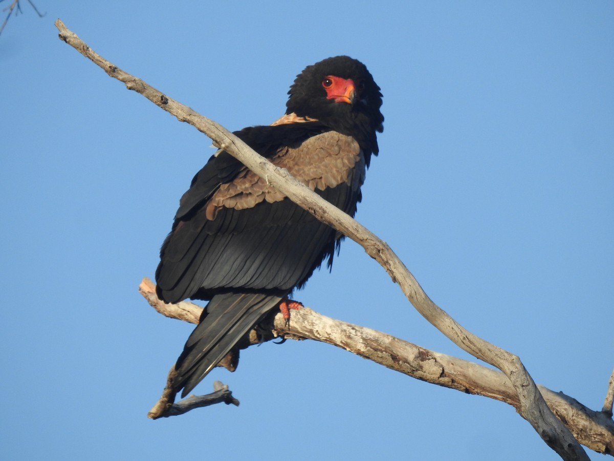 Bateleur - ML638712385