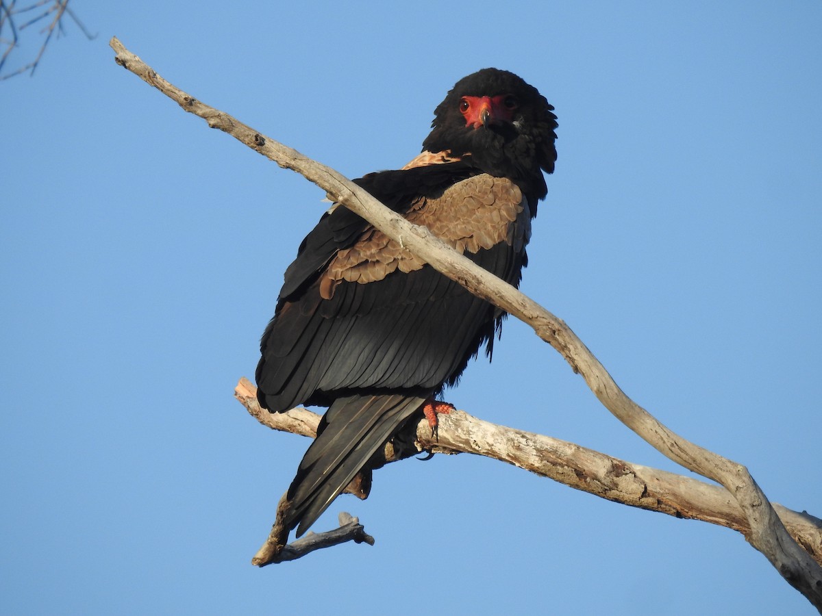 Bateleur - ML638712388