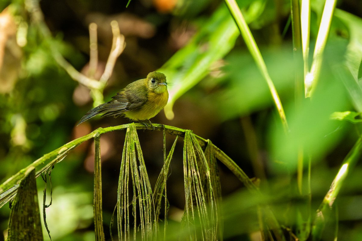 Sulphur-rumped Flycatcher - ML638712399