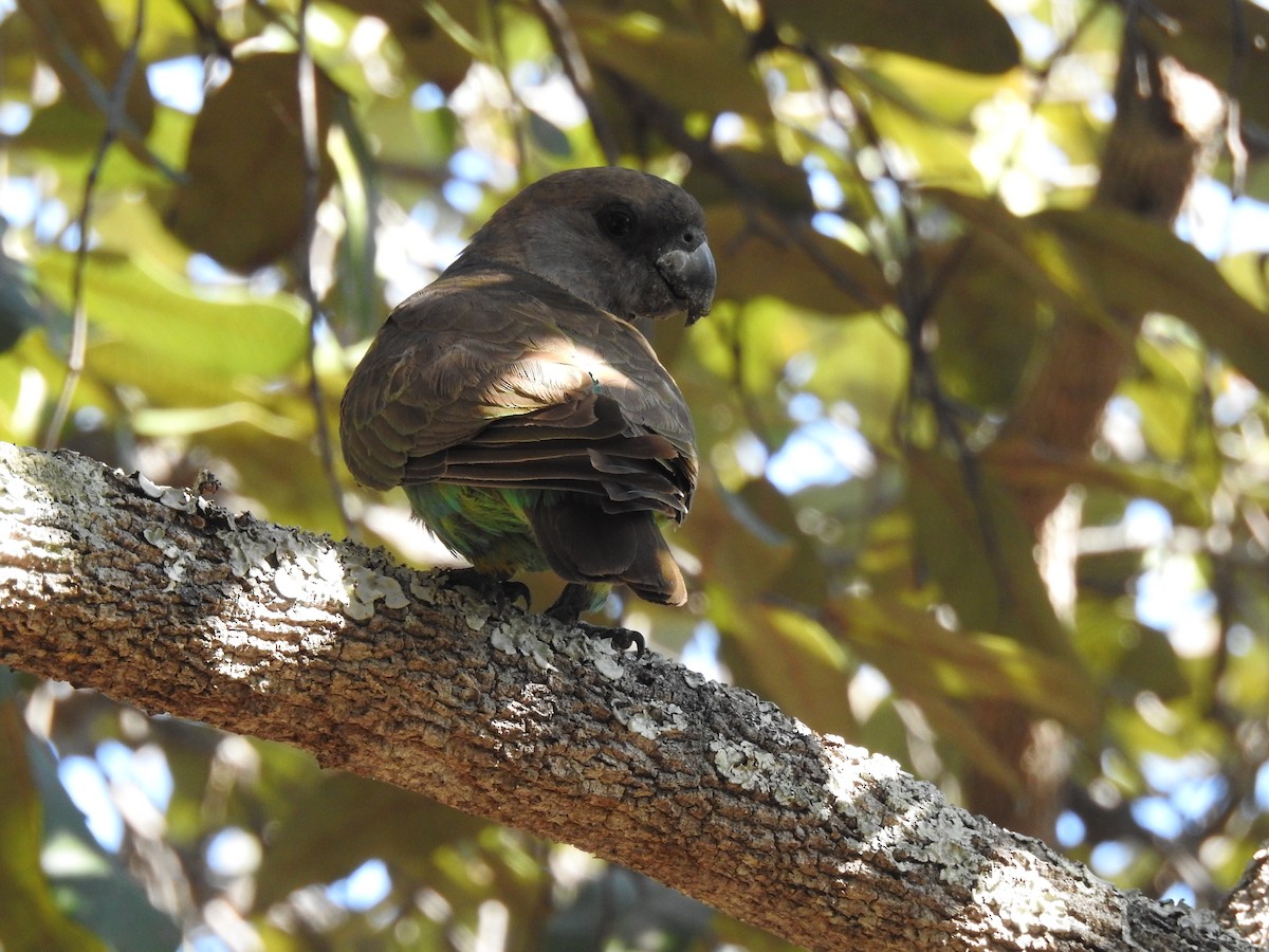 Meyer's Parrot - ML638712409