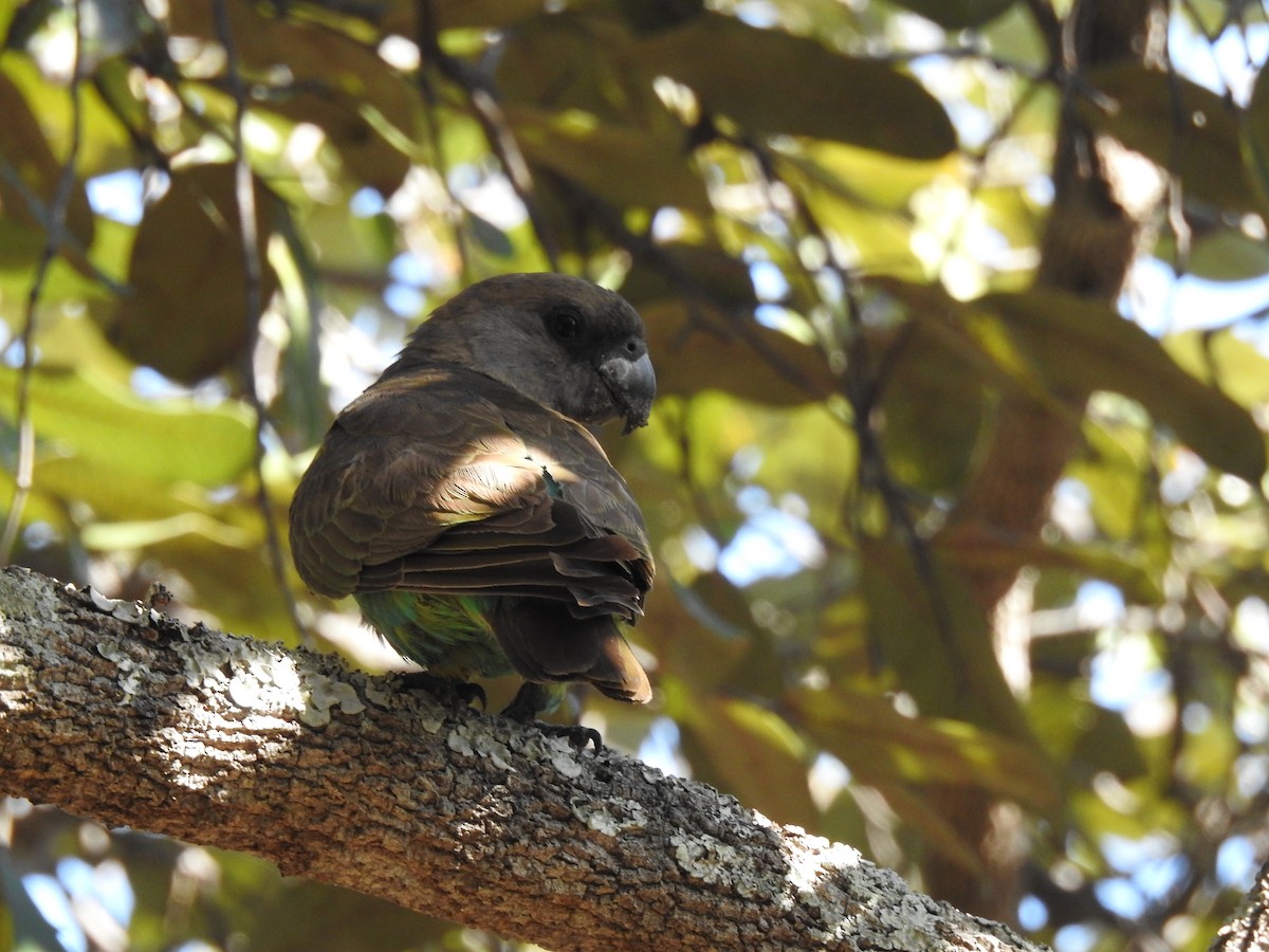 Meyer's Parrot - ML638712410
