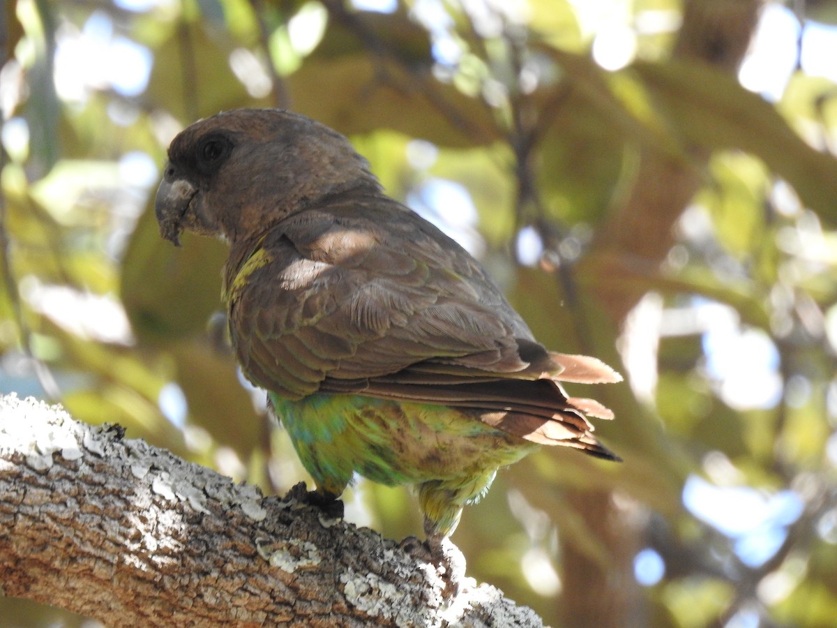 Meyer's Parrot - ML638712411