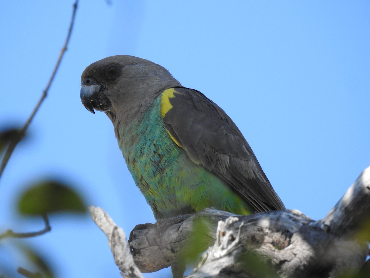 Meyer's Parrot - ML638712414