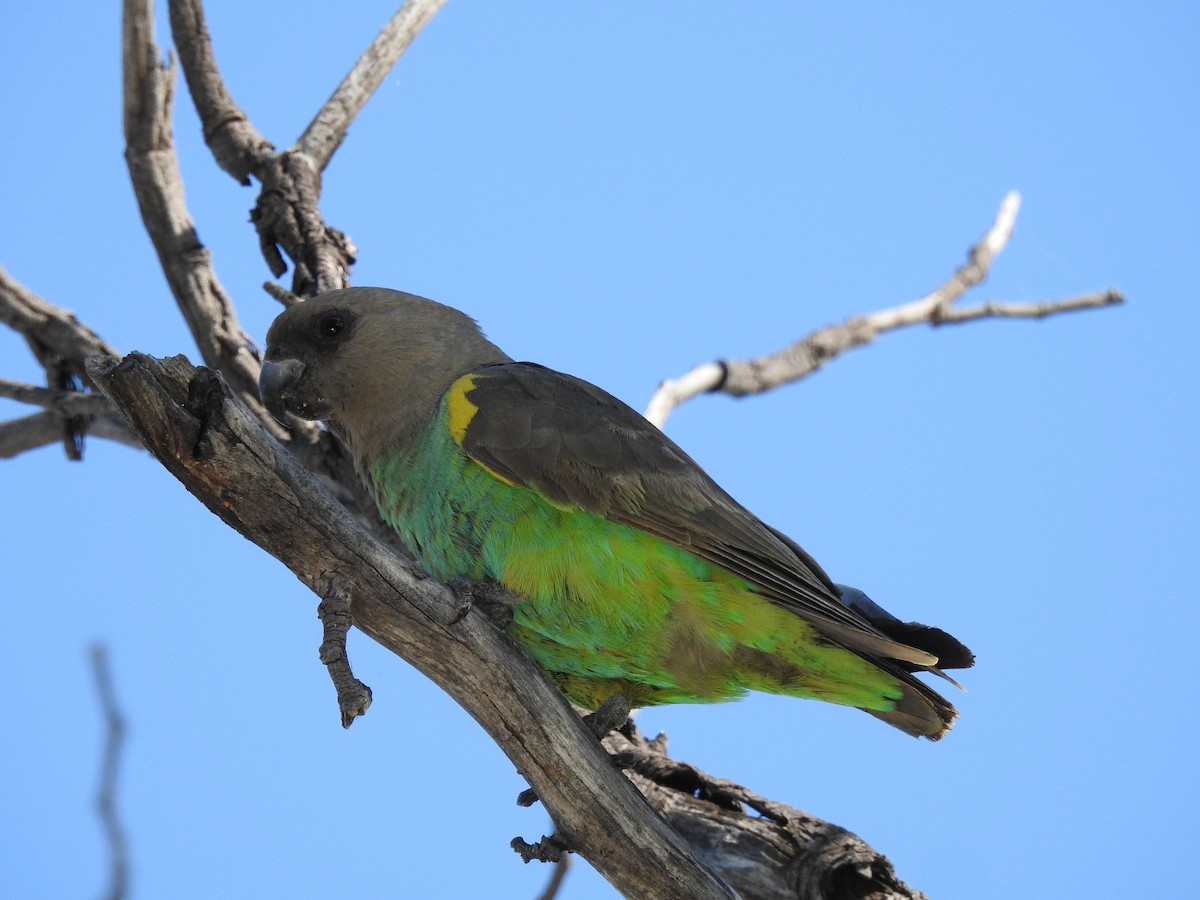 Meyer's Parrot - ML638712416