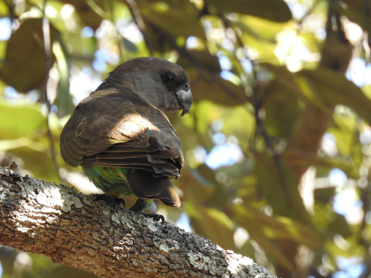 Meyer's Parrot - ML638712417