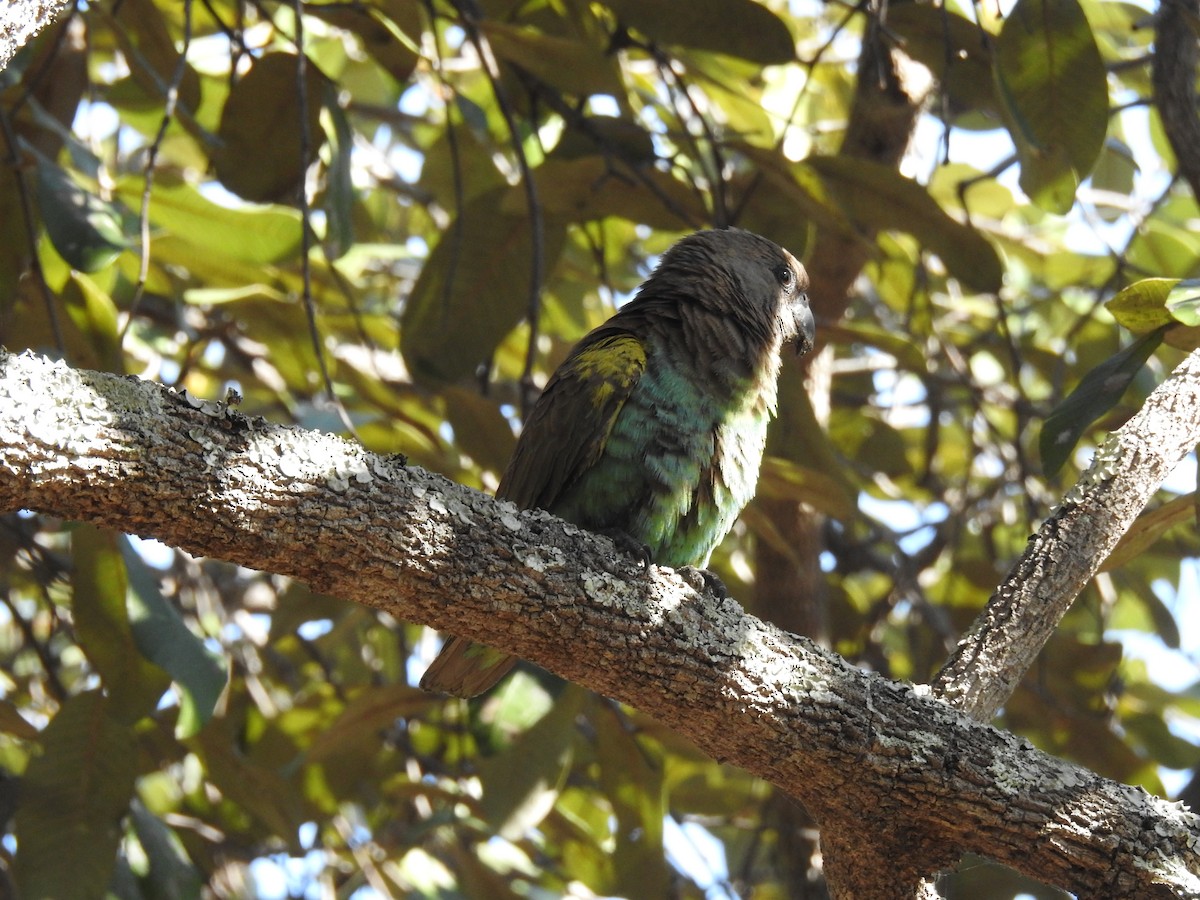 Meyer's Parrot - ML638712418