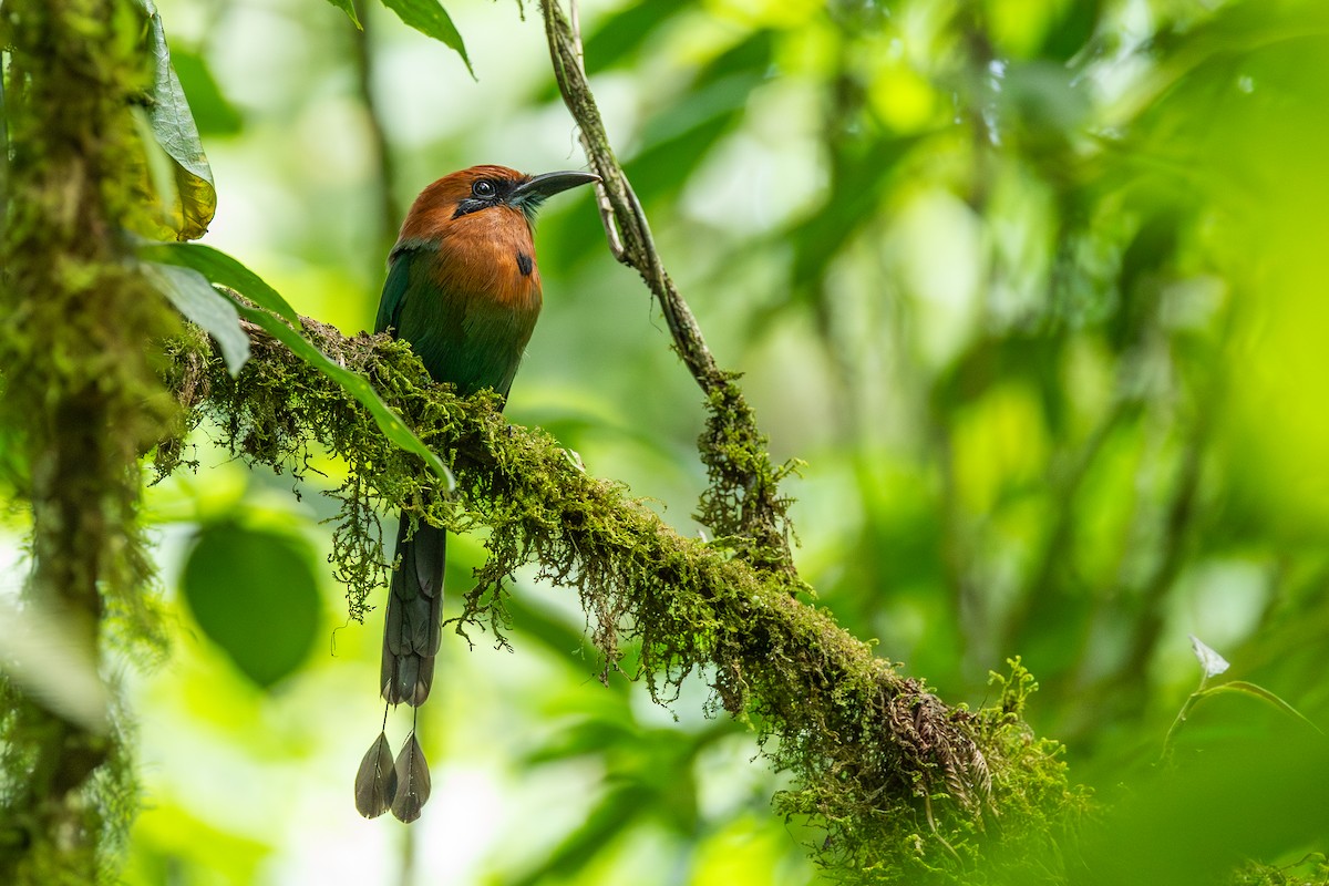 Broad-billed Motmot - ML638712424