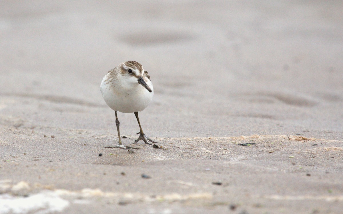 Semipalmated Sandpiper - ML638712447