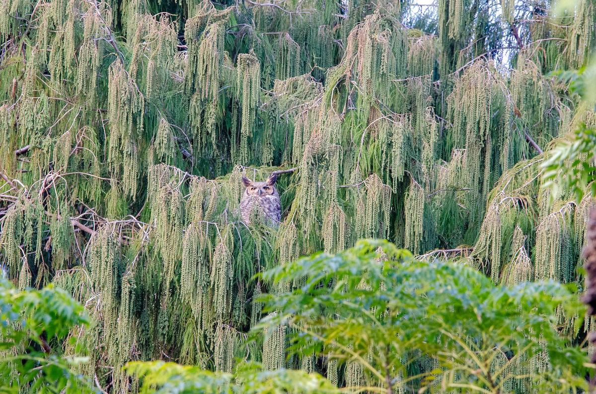 Great Horned Owl - ML638712451