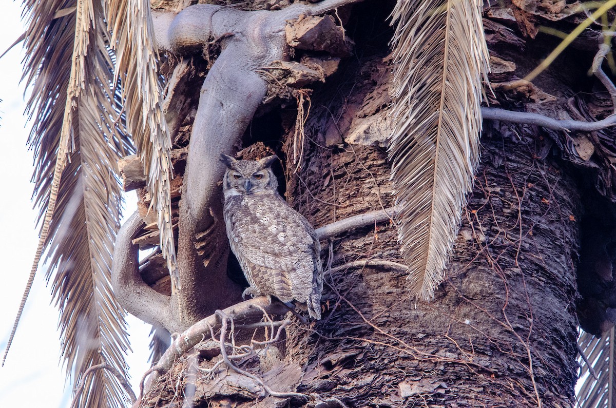 Great Horned Owl - ML638712453