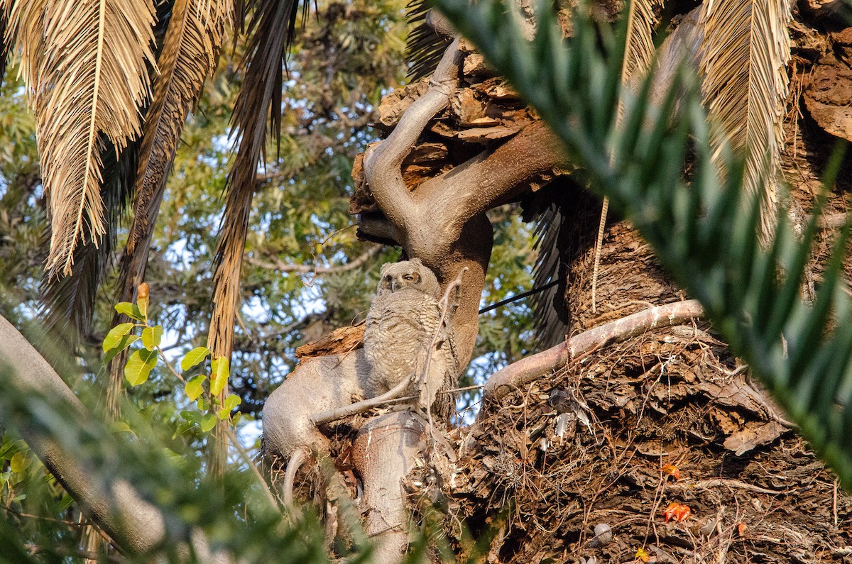 Great Horned Owl - ML638712456