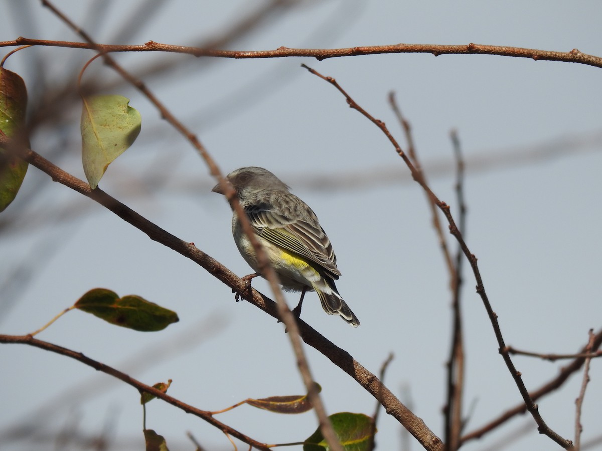 Black-throated Canary - ML638712473