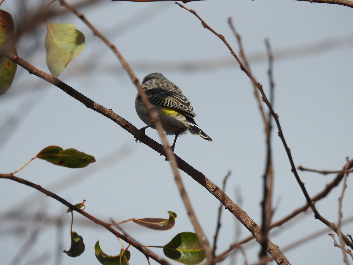 Black-throated Canary - ML638712474
