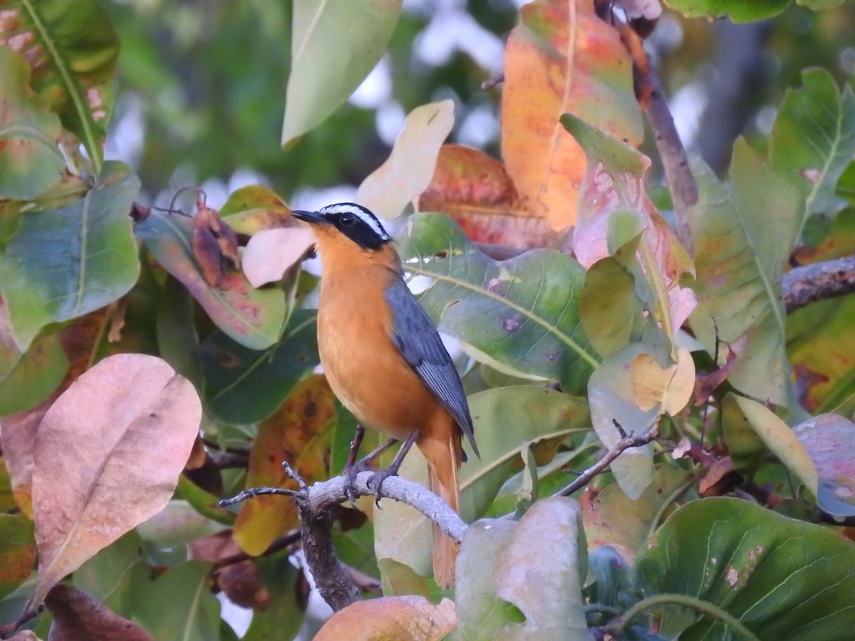 White-browed Robin-Chat - ML638712484
