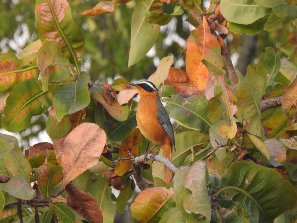 White-browed Robin-Chat - ML638712485