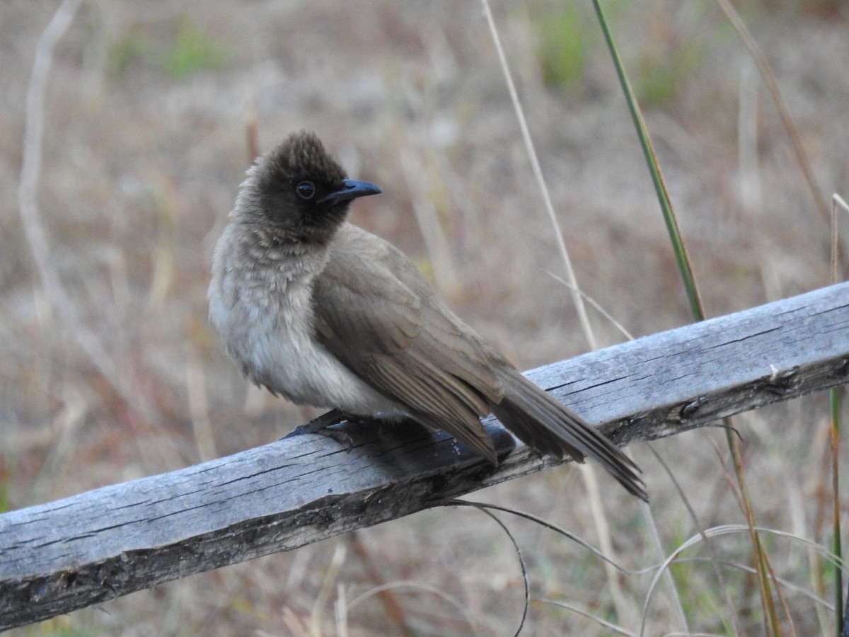 Common Bulbul - ML638712493