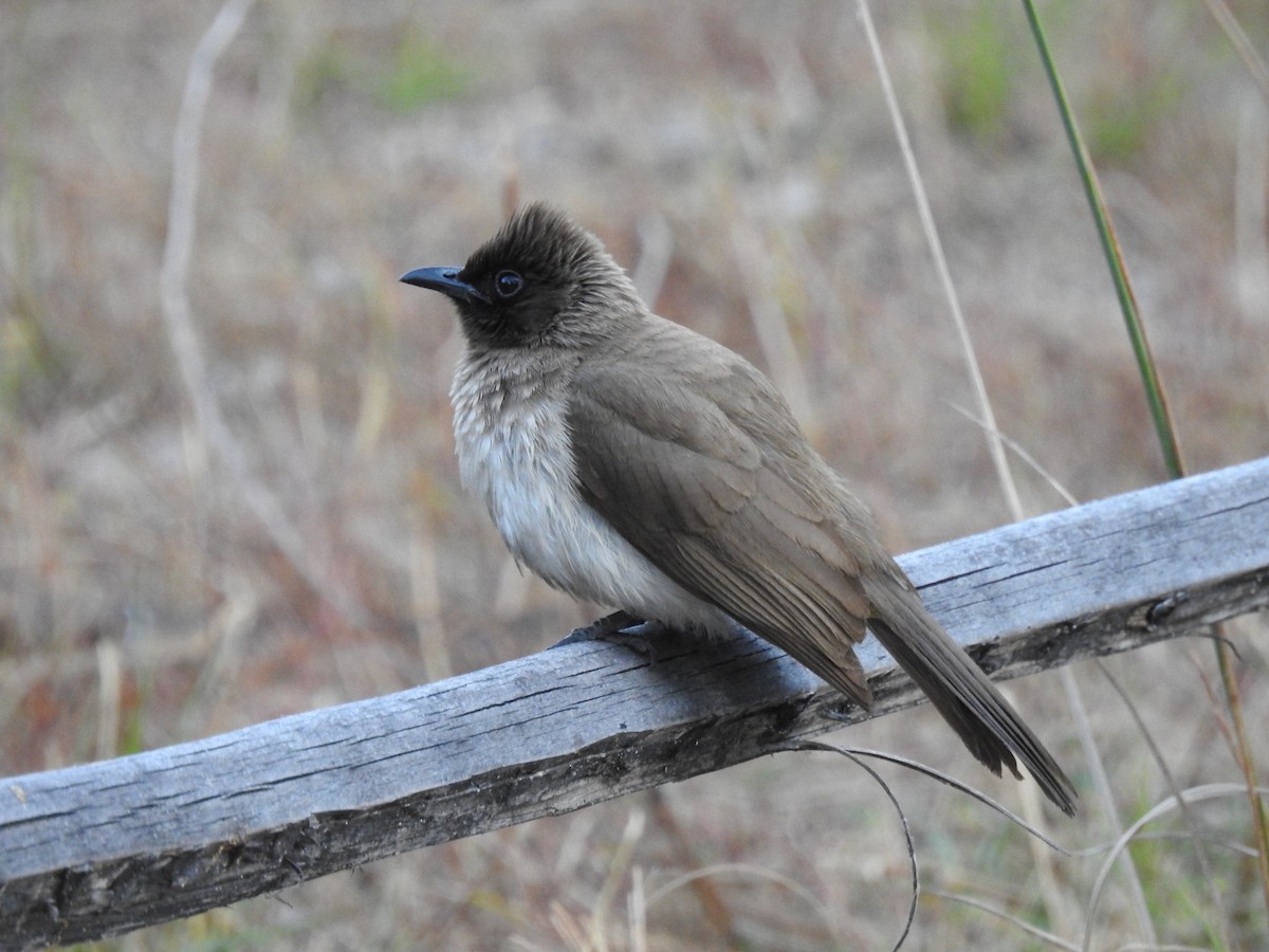 Common Bulbul - ML638712494