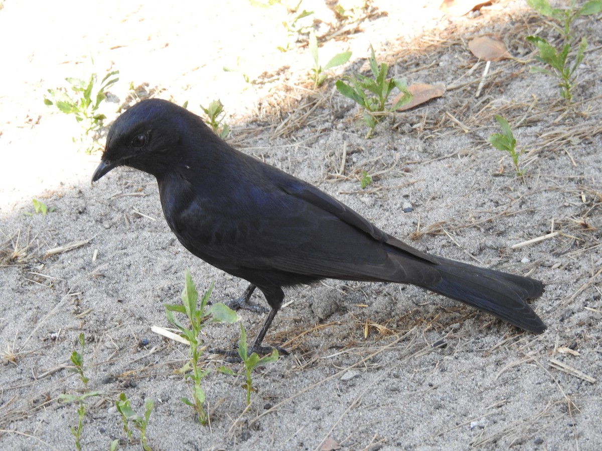 Fork-tailed Drongo - ML638712497