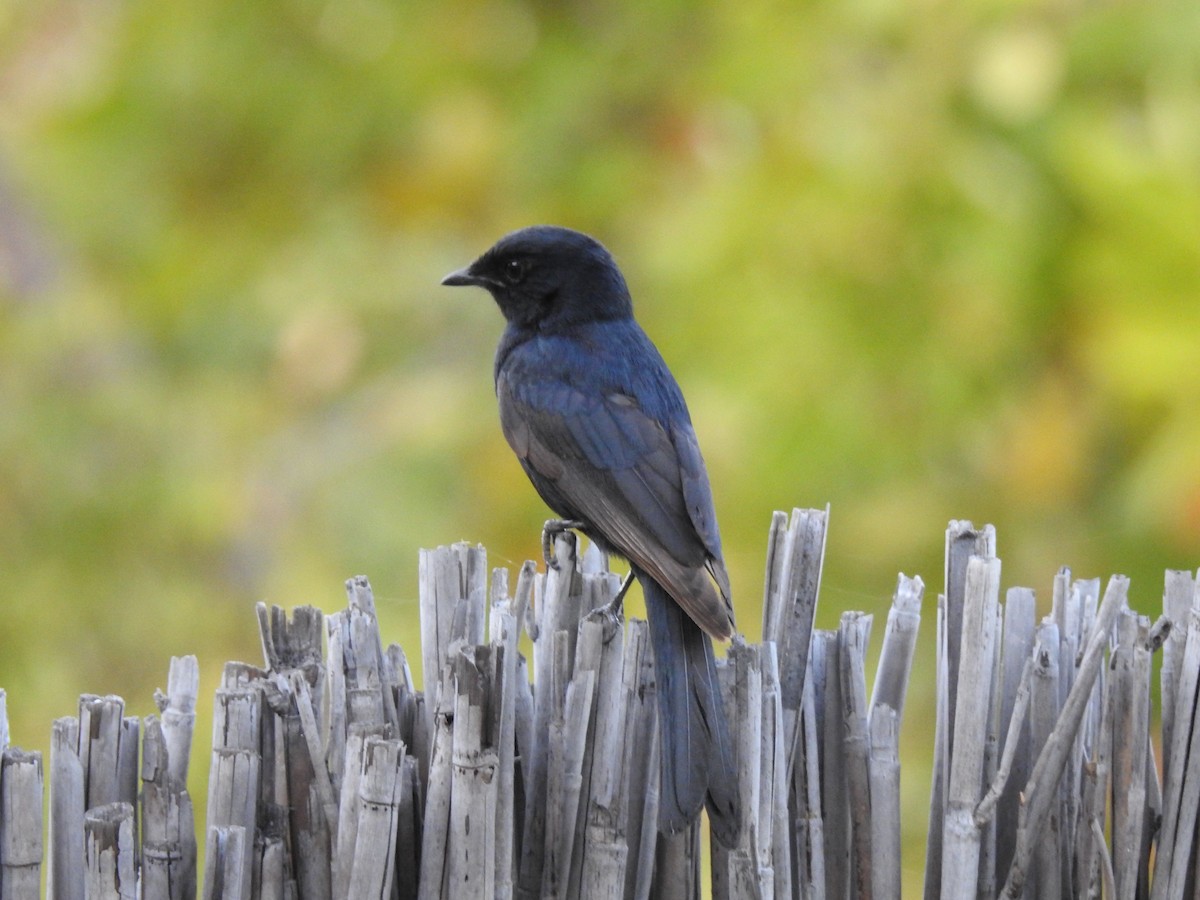 Fork-tailed Drongo - ML638712499
