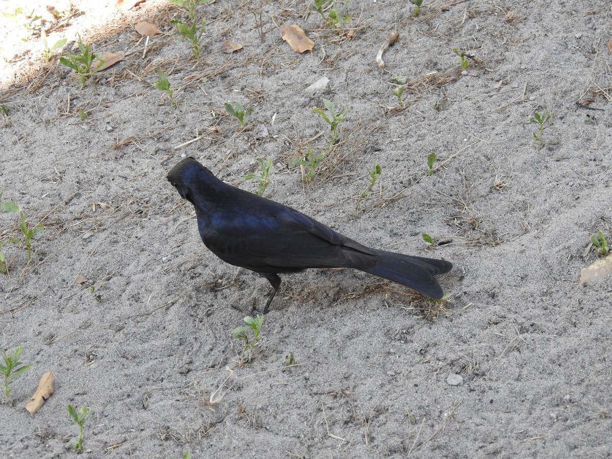 Fork-tailed Drongo - ML638712500