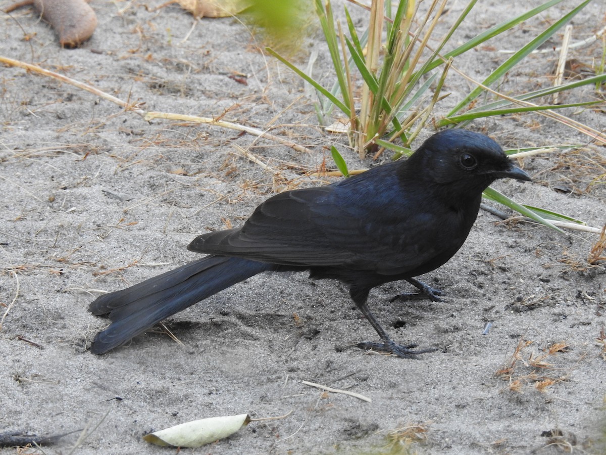 Fork-tailed Drongo - ML638712501
