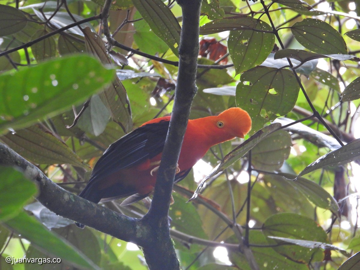 Andean Cock-of-the-rock - ML638712508