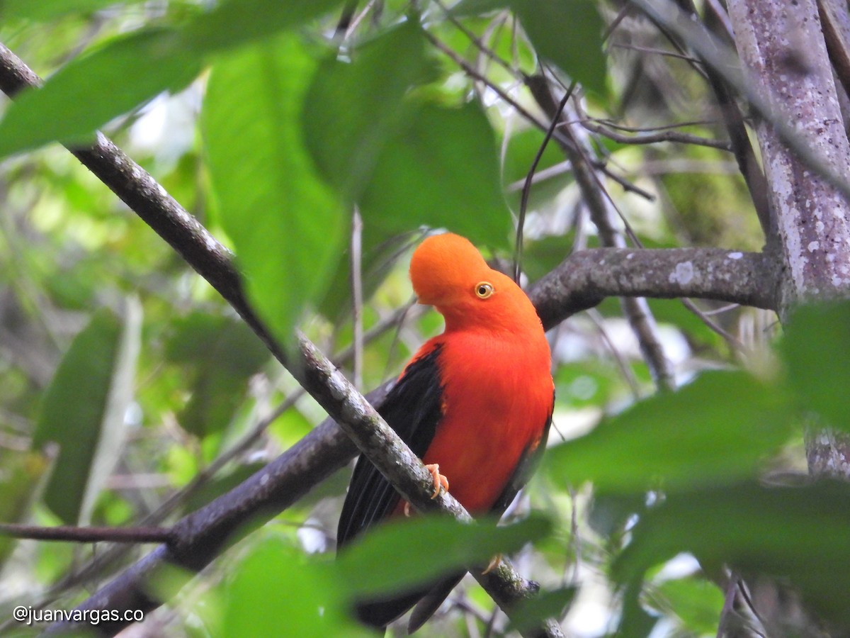 Andean Cock-of-the-rock - ML638712509