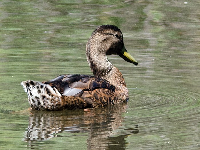 Mallard - Robin Sowton