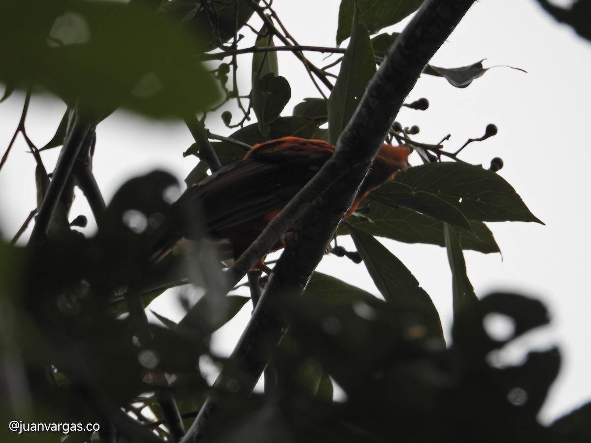 Andean Cock-of-the-rock - ML638712510